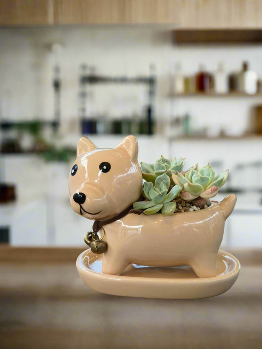 Succulent Shiba Inu Planter – Echeveria 'Lola'