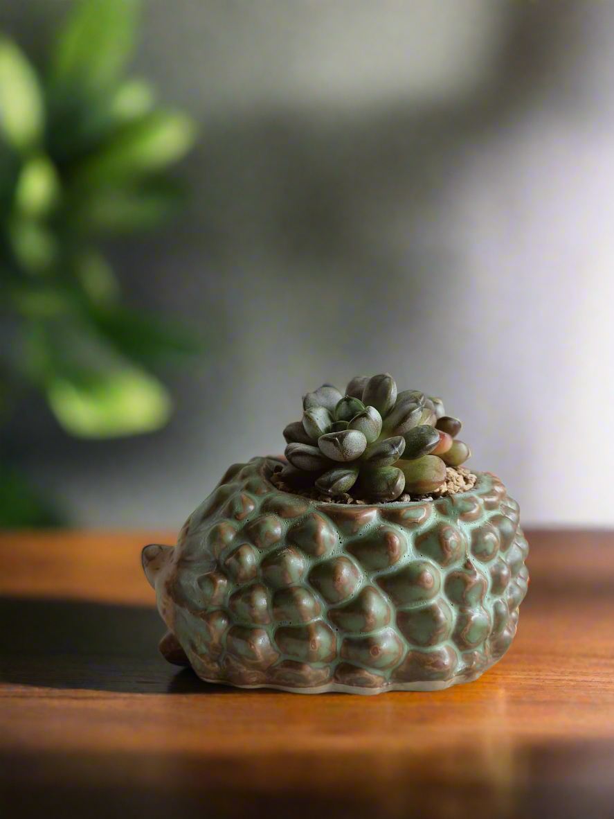 Succulent Hedgehog Pot - Graptoveria 'Amethorum'