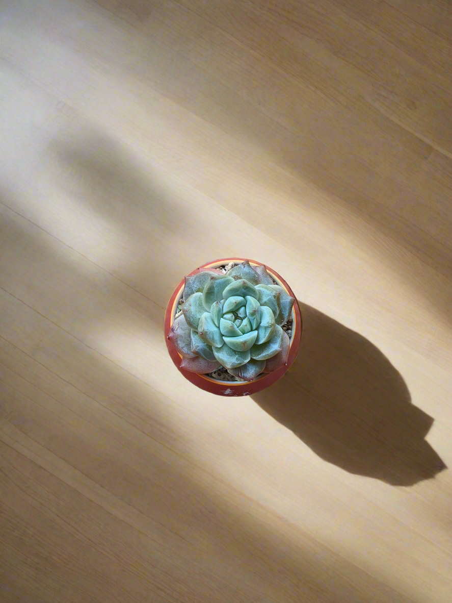 Succulent Auspicious Grace Pot - Echeveria 'Bluebird' - SlowBloomGreens