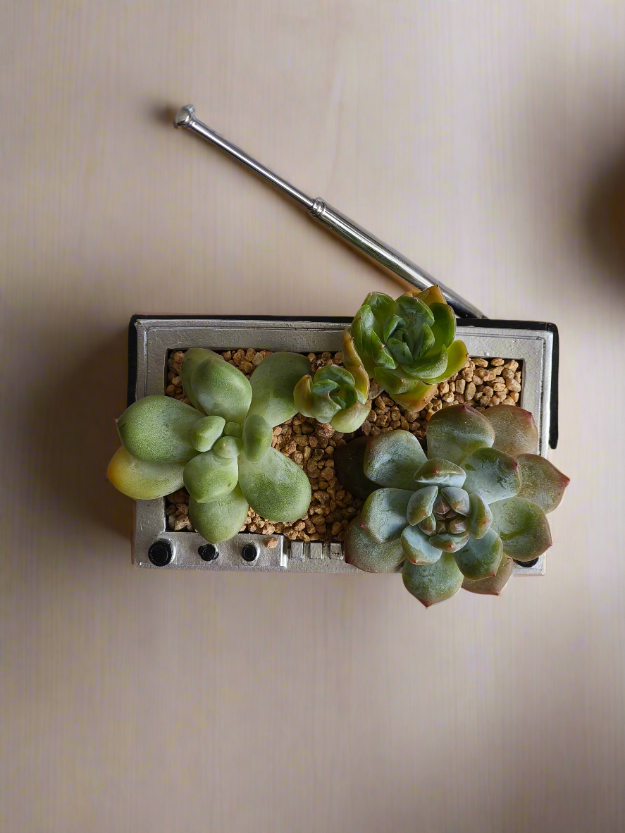 Succulent Retro Boombox – Pachyphytum Oviferum, Echeveria Bluebird & Echeveria Elegans 🎶✨