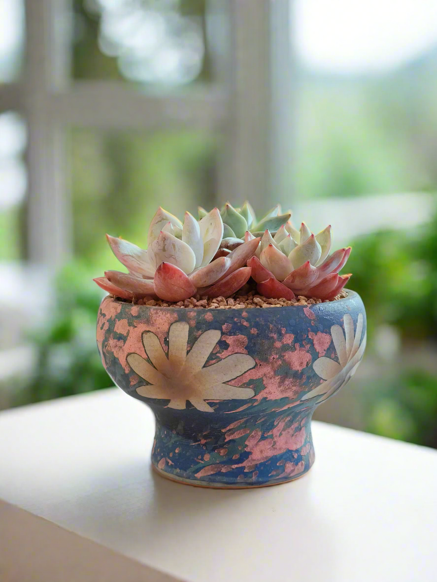 Succulent Moonlit Bloom Pot – Azure Blue with Echeveria Hybrid & Friends