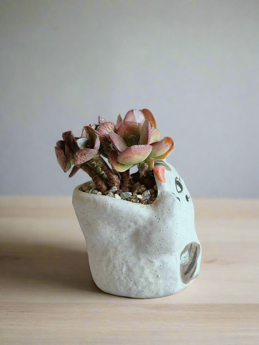 Succulent Hippy Cat Pot - Echeveria - SlowBloomGreens