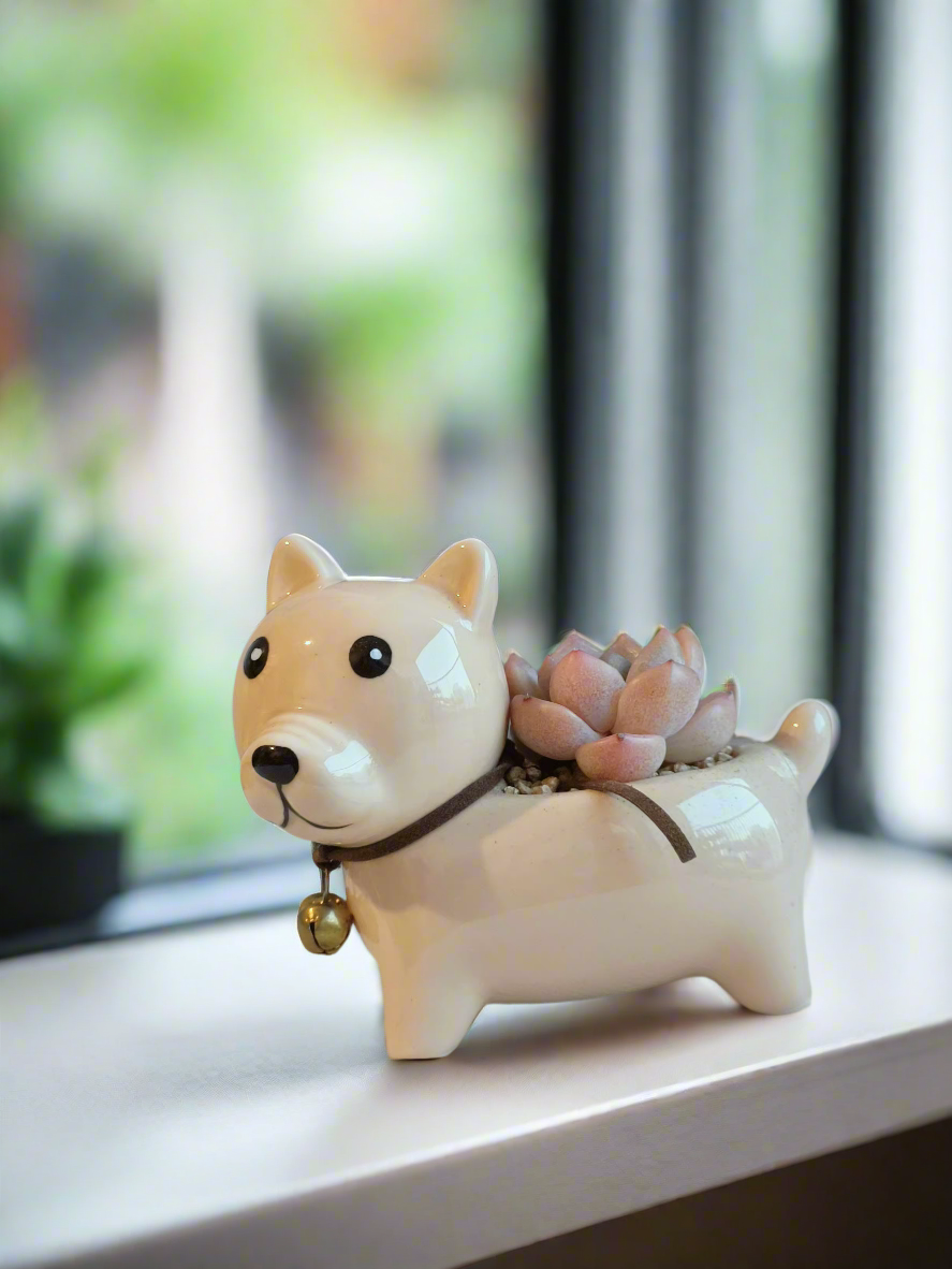 Adorable Echeveria Suryeon nestled in Shiba Inu-shaped planter