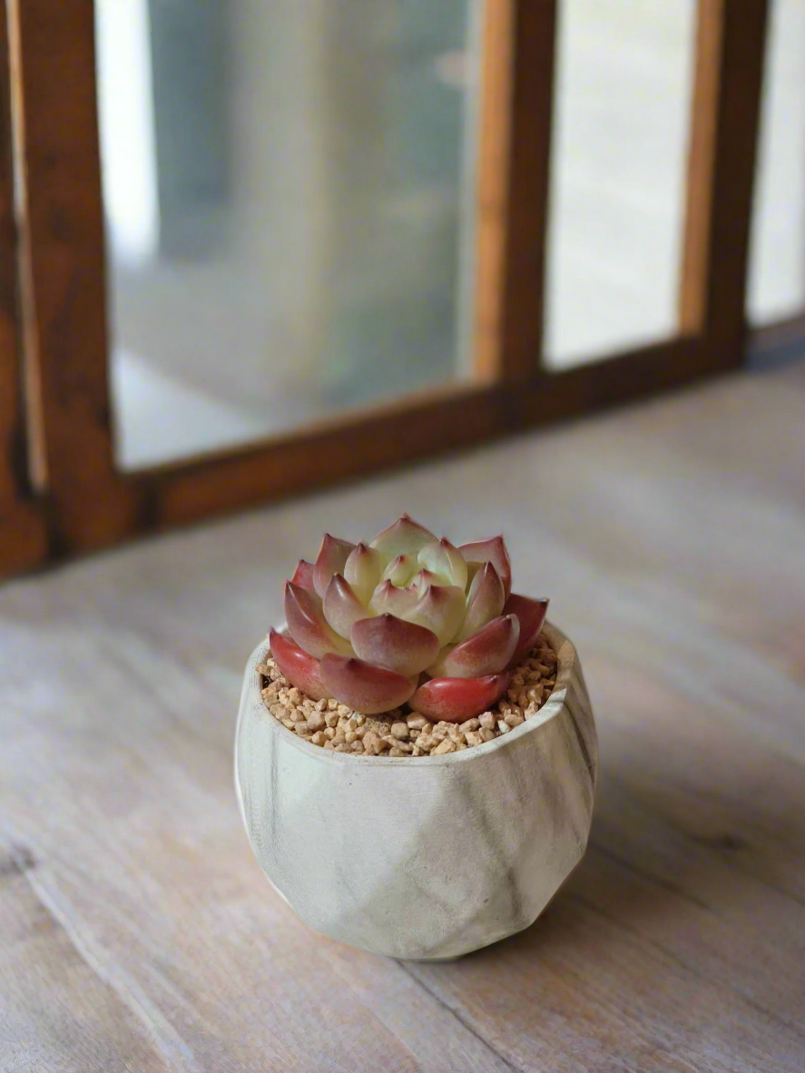 Succulent Classic Marble Ash Pot – Echeveria Strawberry Almond