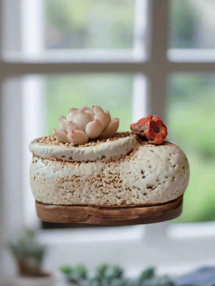 Succulent Mary Jane Charm White Pot – Echeveria Elegans - SlowBloomGreens