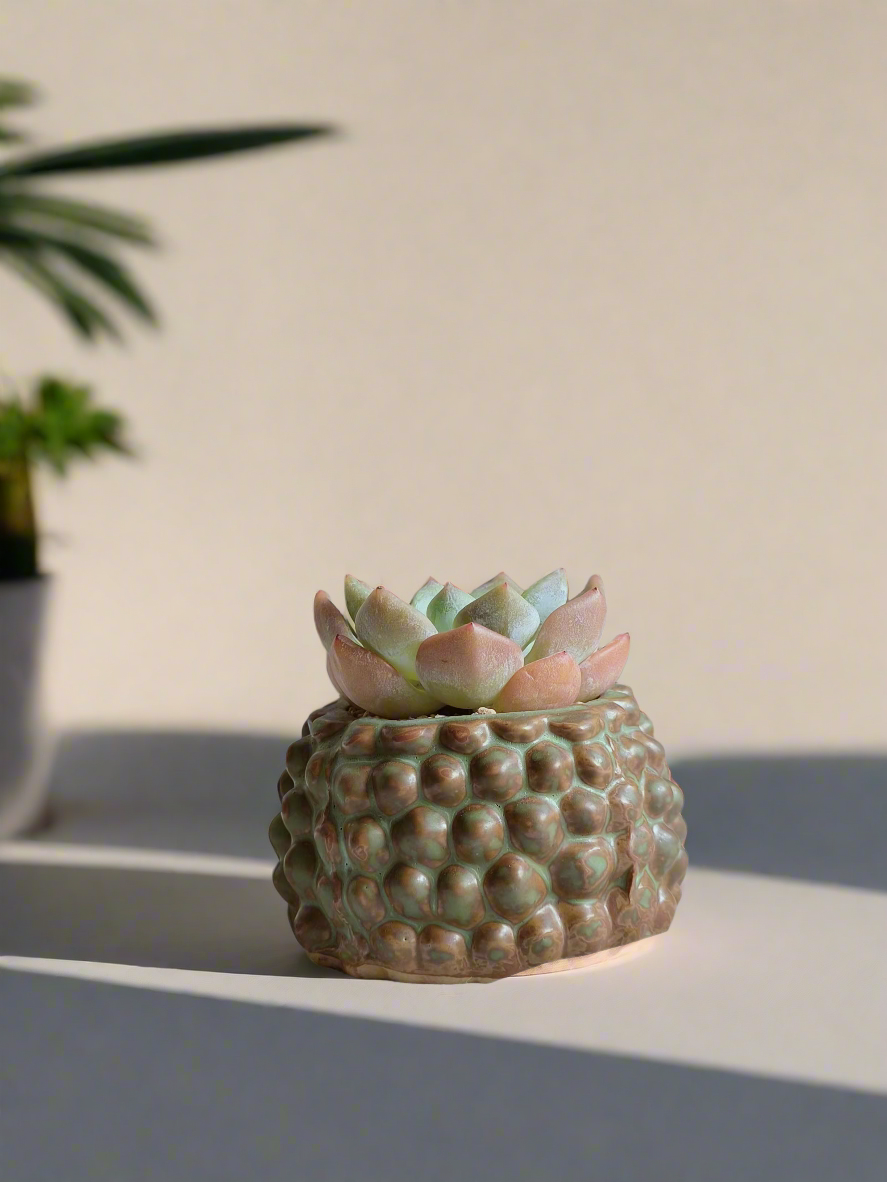 Succulent Hedgehog Pot - Echeveria Suryeon