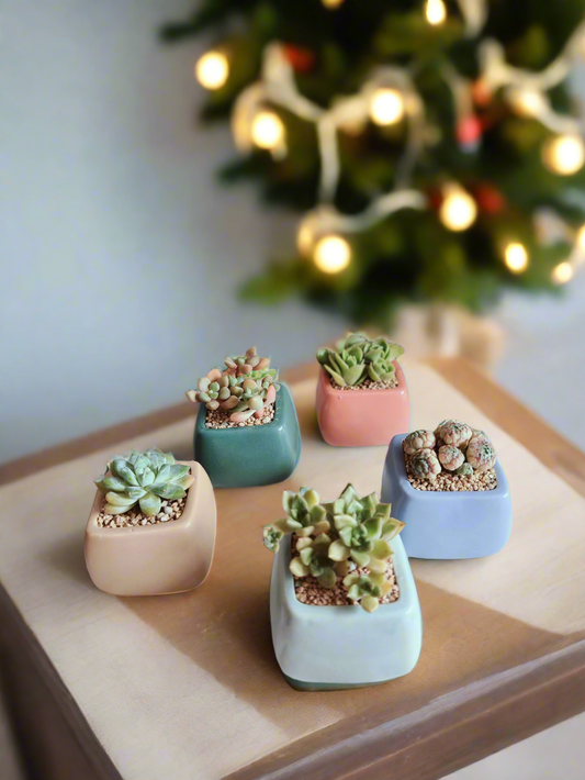 Succulent Serene Square Pots - Gift Favors (10 pack)