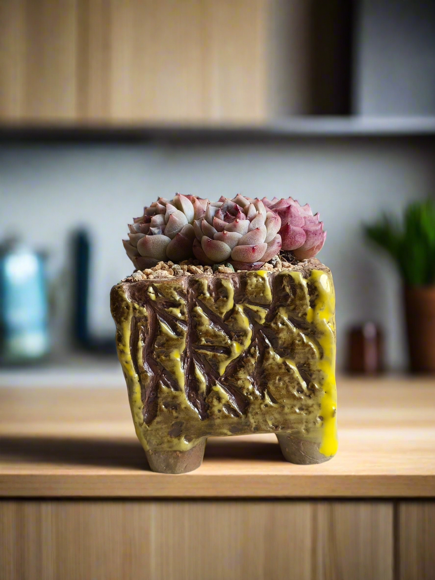 Succulent Rustica Ceramic Yellow-Brown – Echeveria 'Red Velvet'