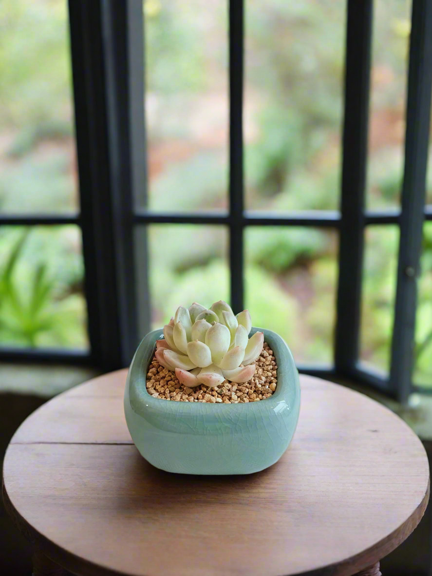 Succulent Zen Square Turquoise Pot – Echeveria Elegans