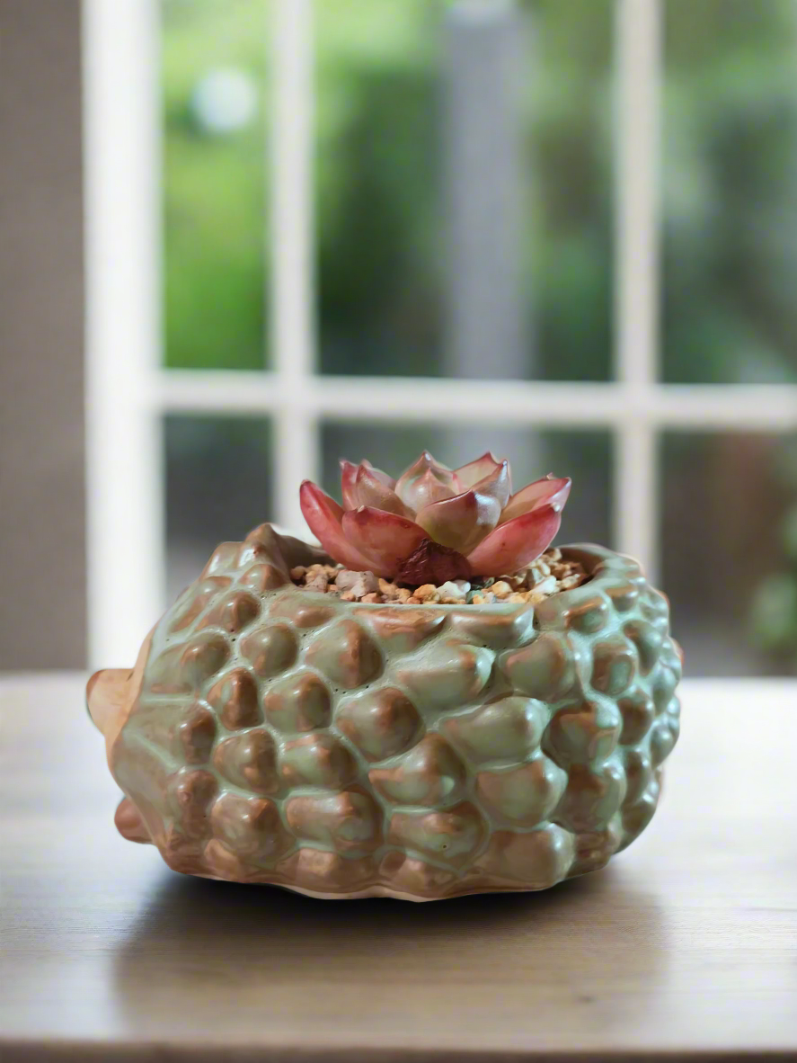 Succulent Hedgehog Pot - Echeveria Agavoides 'Romeo' - SlowBloomGreens