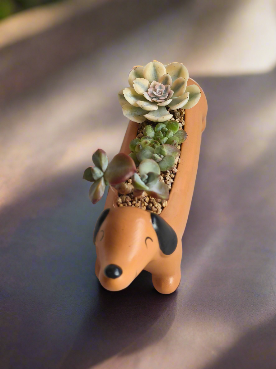 Succulent Daunchund Pot - Echeveria agavoides 'Akaihosi' & friends - SlowBloomGreens