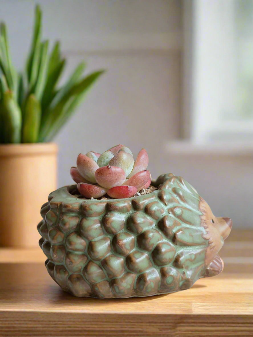 Succulent Hedgehog - Echeveria Ice Green