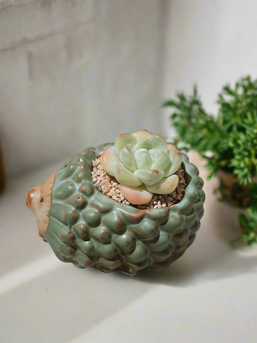Succulent Hedgehog Pot - Echeveria Elegans - SlowBloomGreens