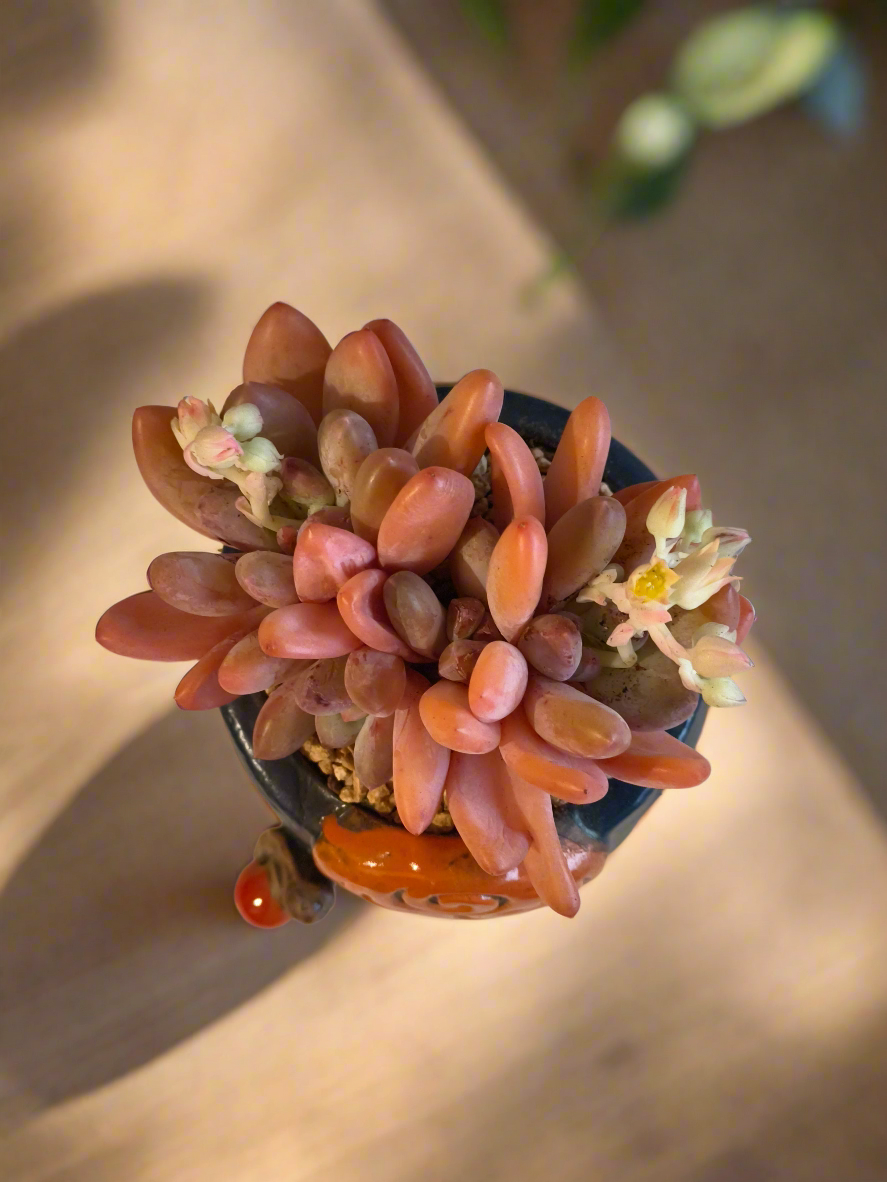 Succulent Enchanted Garden Snail – Pachyphytum (Blooming)