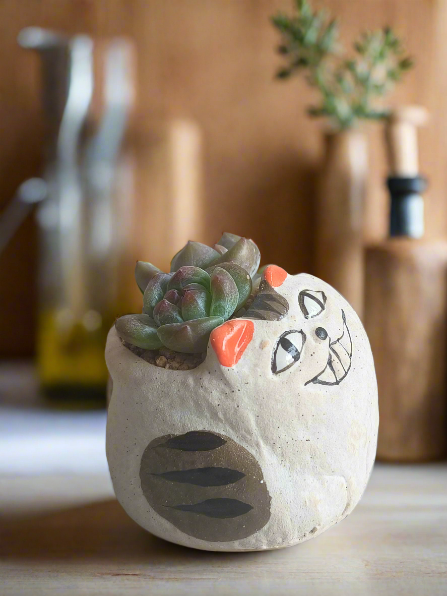 Succulent Cheeky Cat Planter - Echeveria Ice Green - SlowBloomGreens