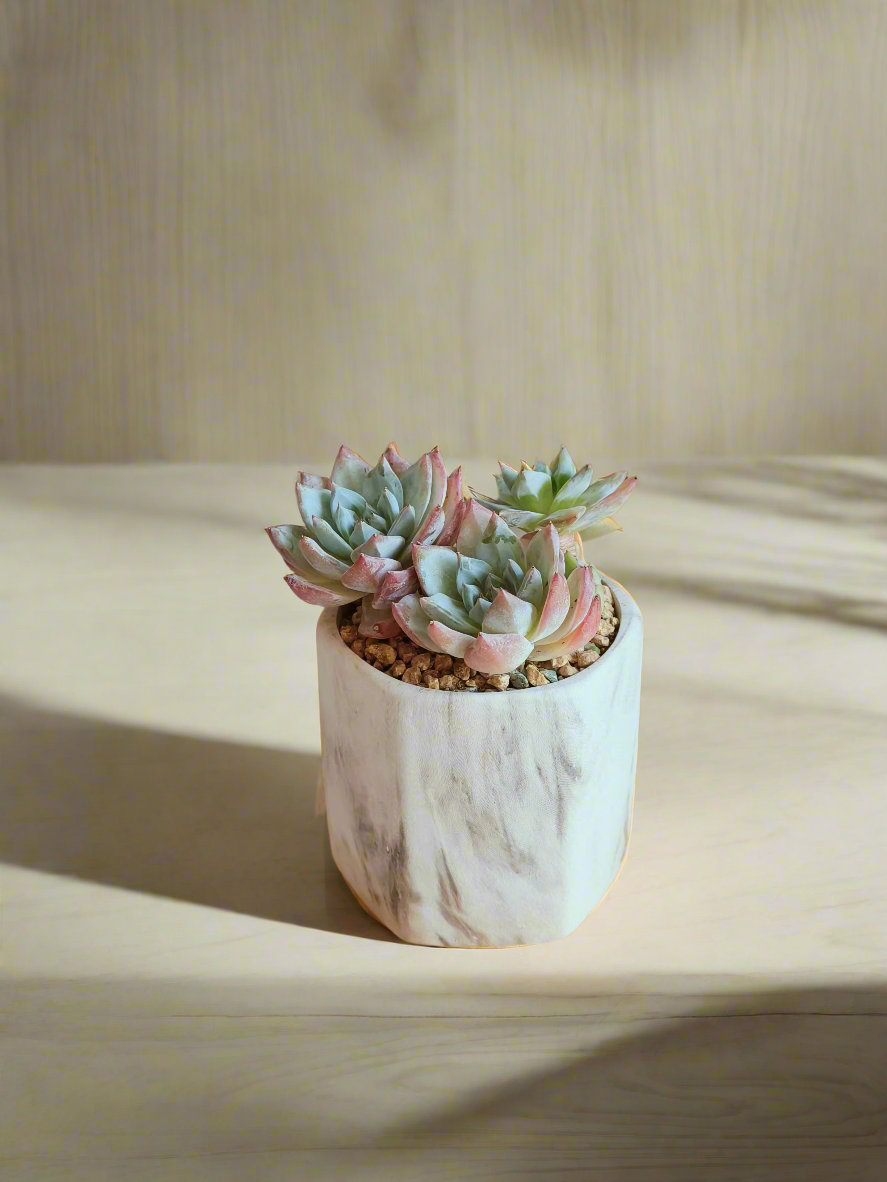 Succulent Radiant Octagon Brown – Echeveria BlueBird