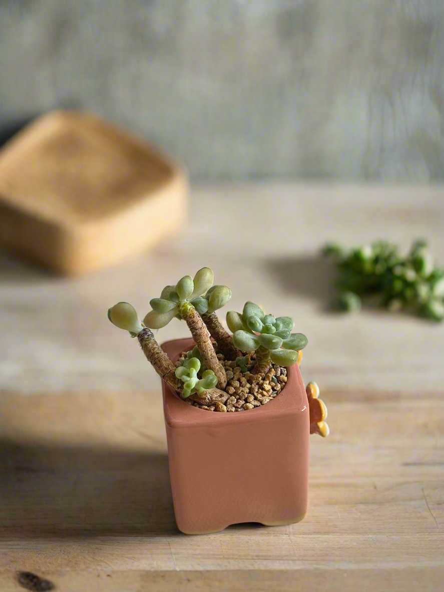Succulent Floral Charm Pink – Tiscalatengo Gorge Sedum - SlowBloomGreens
