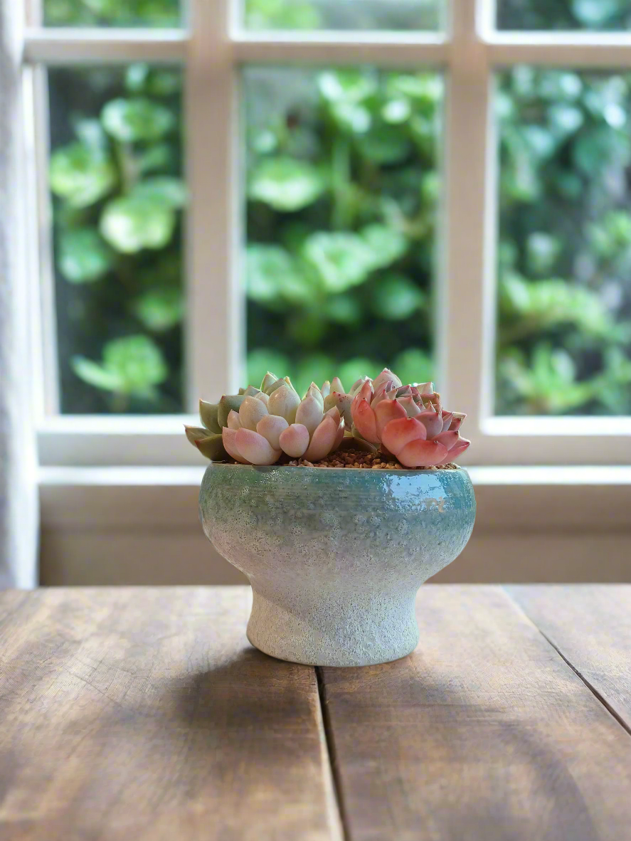 Succulent Moonlit Bloom Pot – Skyward Blue with Echeveria Laui & Friends