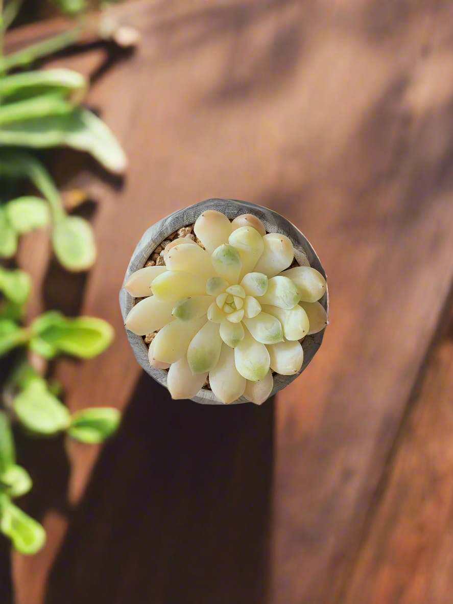 Elegant Echeveria Elegans in a sleek grey planter for minimalist spaces.