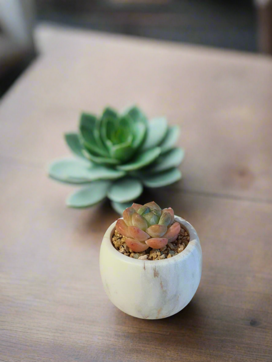 Minimalistic decor with the Succulent Mini Round Gold Pot highlighting Echeveria Suryeon.