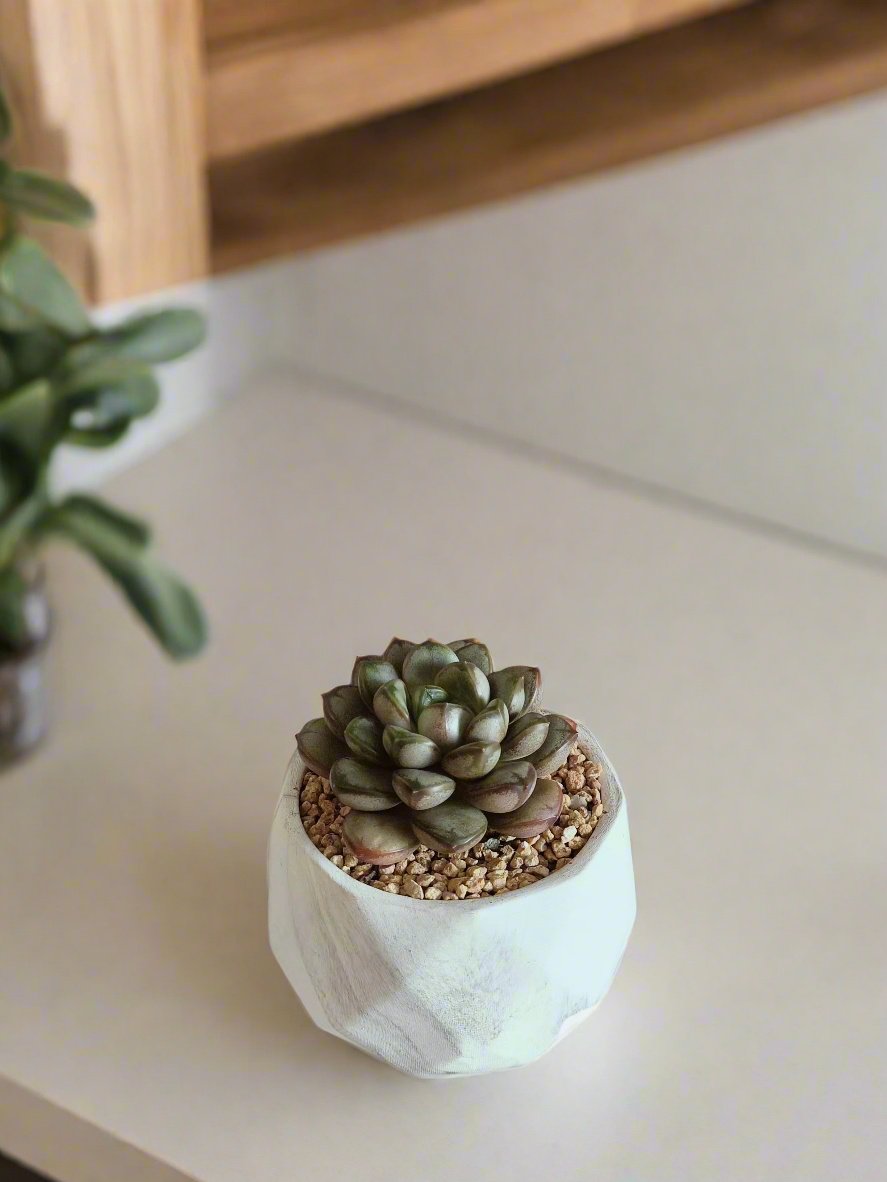 Stylish arrangement of the Succulent Harmony Ash Pot enhancing a modern interior.