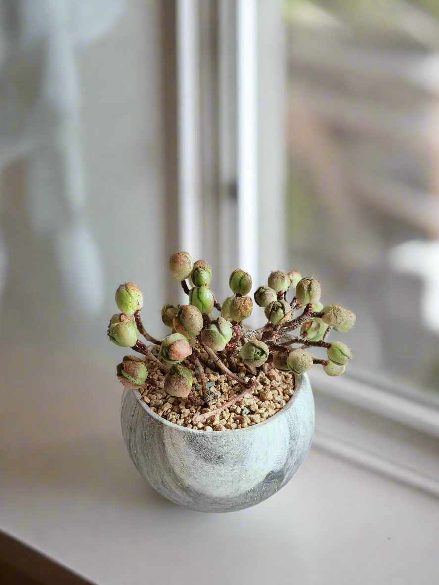 Succulent Elegant Round Grey - Aeonium 'Adodes'