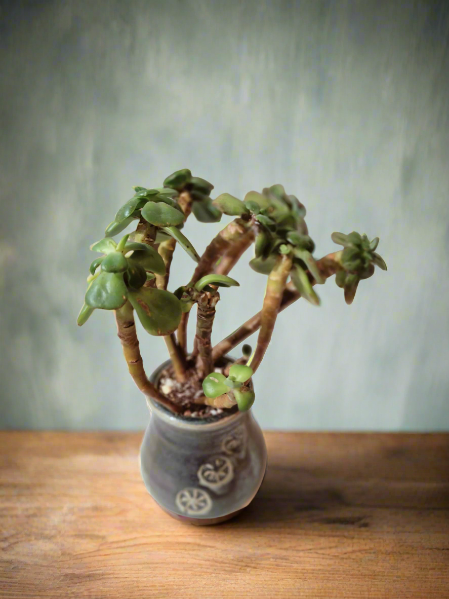 Succulent Rustic Pot Glow Grey – Jade Plant - SlowBloomGreens