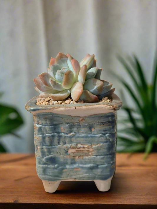 Succulent Rustica Planter - Echeveria Monroe