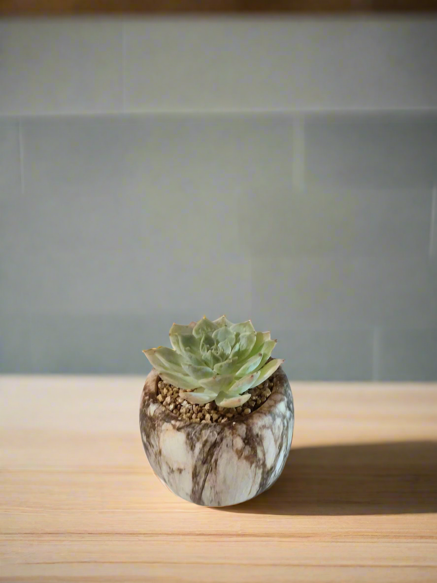 Succulent Mini Round Brown - Echeveria Elegans