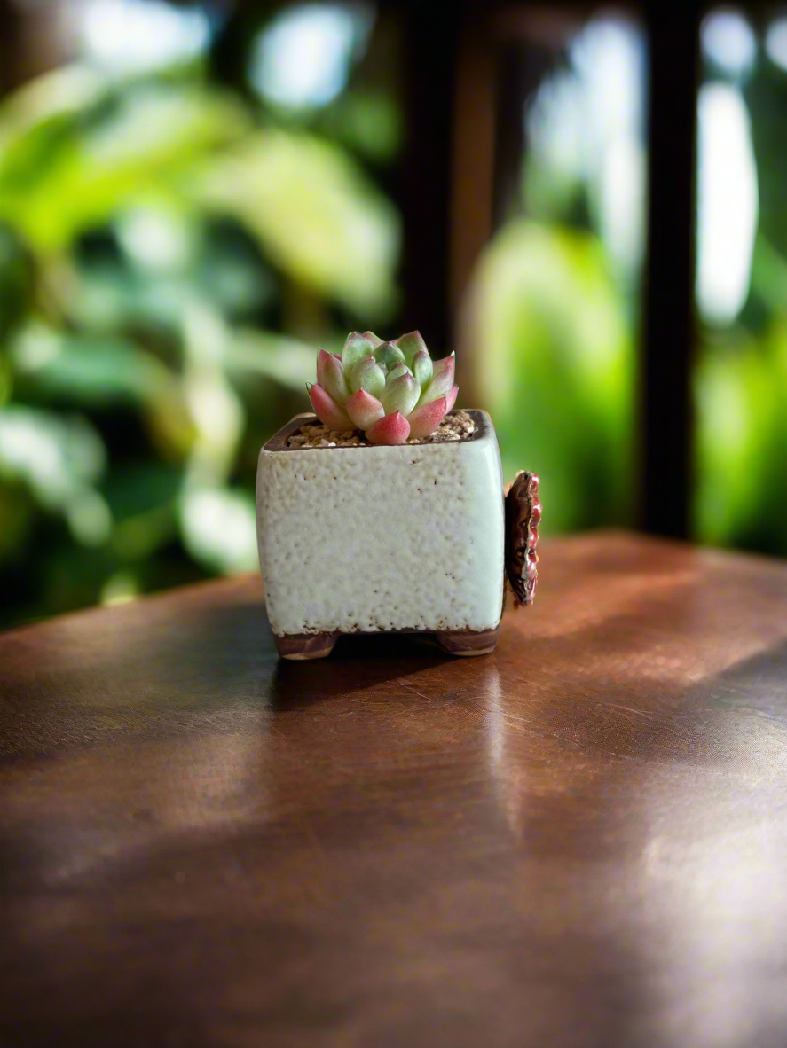 Succulent Ceramic Square Flowerpot White – Echeveria Suryeon - SlowBloomGreens