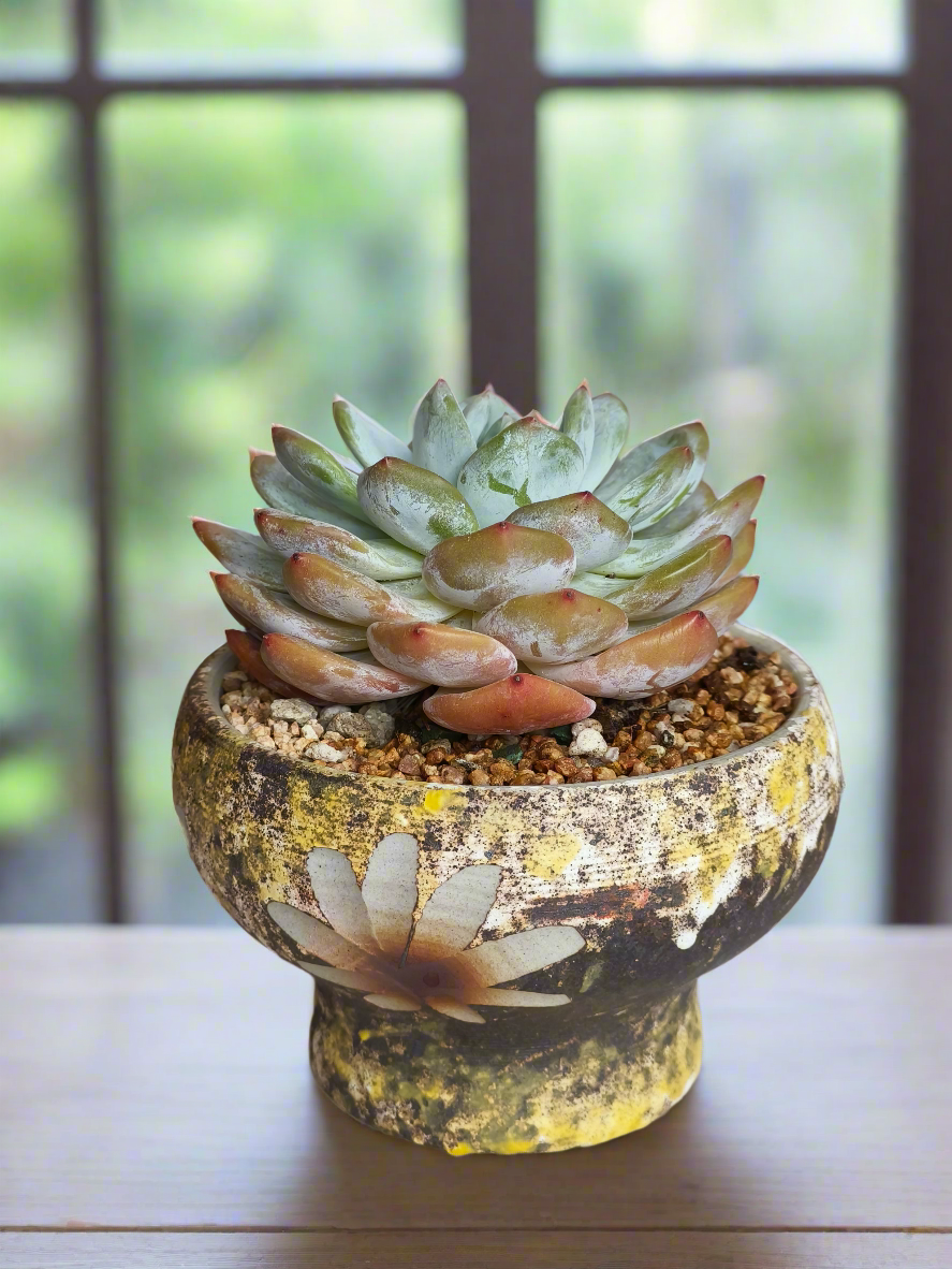 Succulent Moonlit Bloom Pot – Desert Gold with Echeveria Orange Monroe