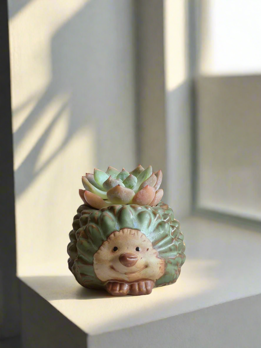 Succulent Hedgehog Pot - Echeveria Suryeon