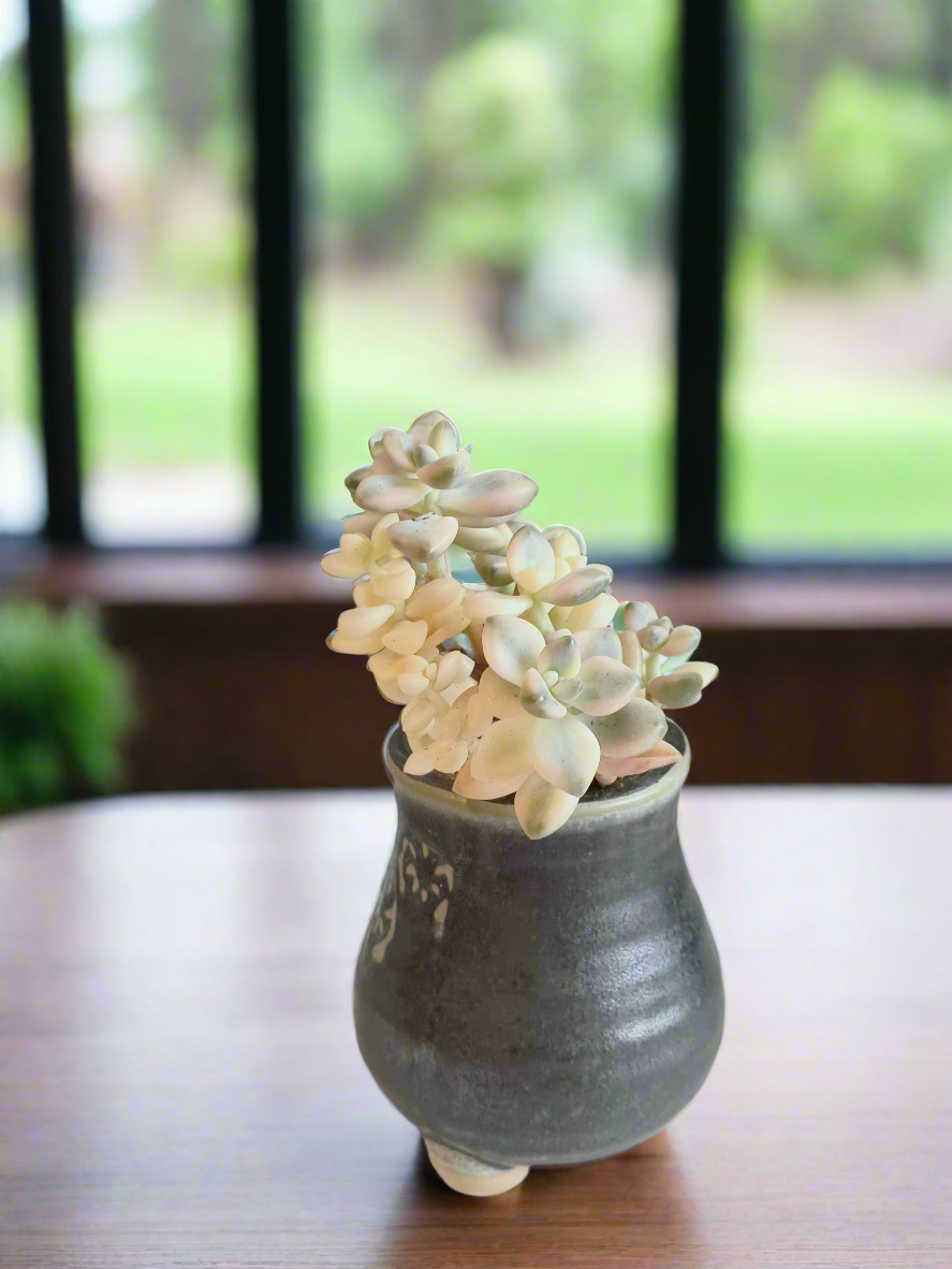 Succulent Rustic Pot Glow Grey - Graptoveria 'Titubans' - SlowBloomGreens