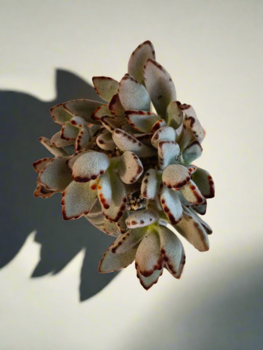 Succulent Rustic Pot Ash – Kalanchoe tomentosa ‘Chocolate Soldier’