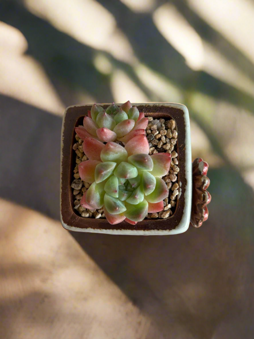 Succulent Ceramic Square Flowerpot White – Echeveria Suryeon - SlowBloomGreens