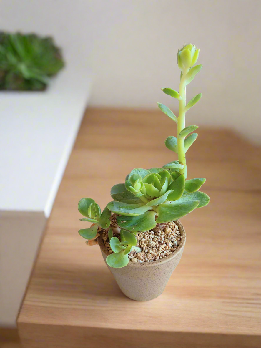 Echeveria Peach Pride thriving in its Succulent Speckled Terracotta Pot.