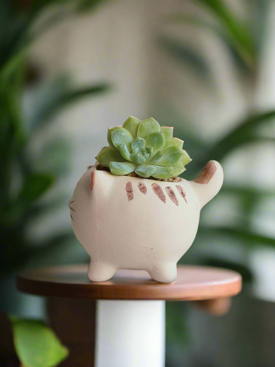 Succulent Cat Pot - Double-headed Echeveria Cat's Claw