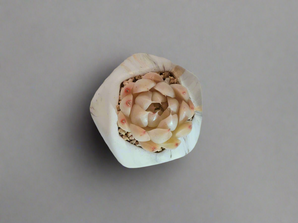 Succulent Mini Octagon Gold - Echeveria White Queen - SlowBloomGreens