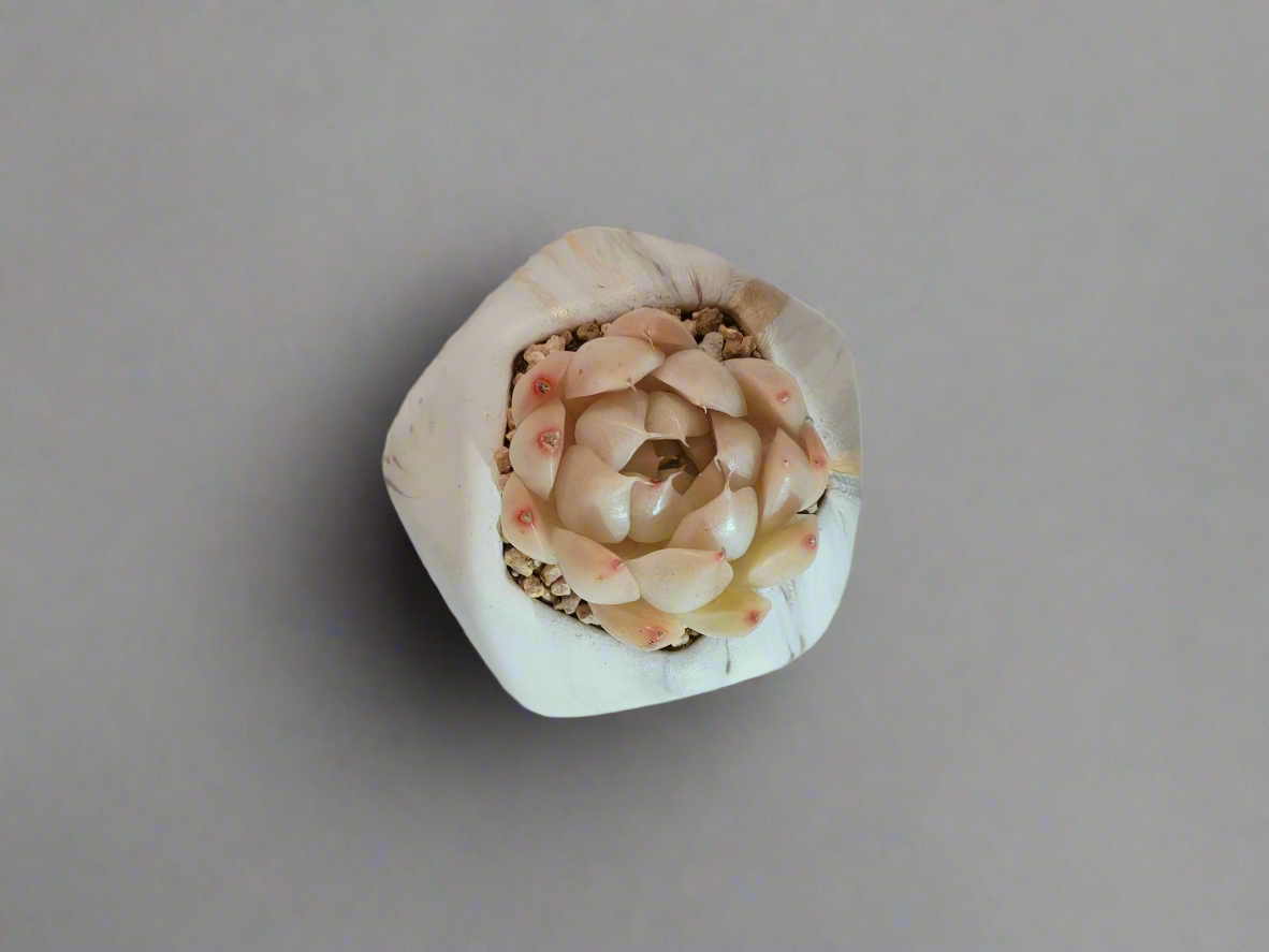 Succulent Mini Octagon Gold - Echeveria White Queen - SlowBloomGreens