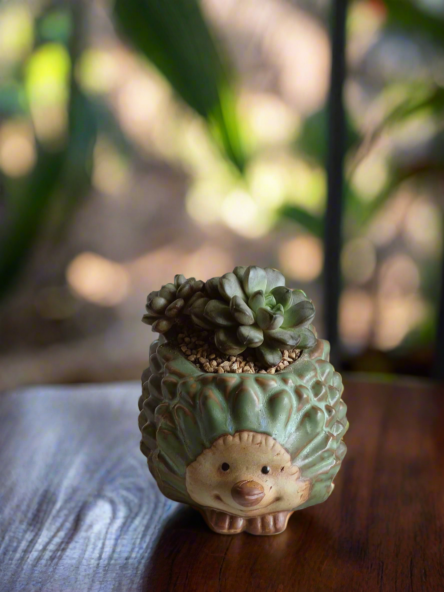 Succulent Hedgehog Pot - Graptoveria 'Amethorum'