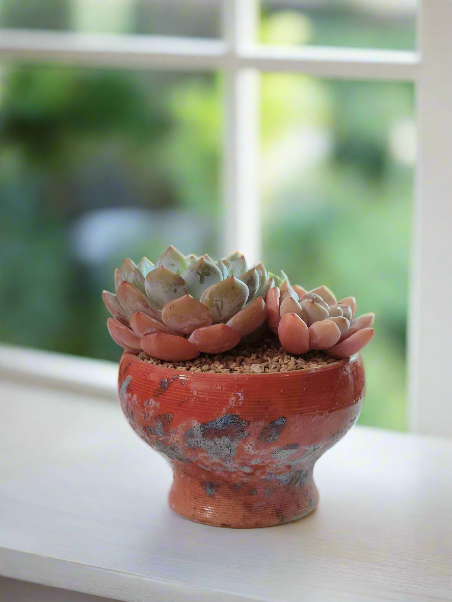 Succulent Moonlit Bloom Pot – Mottled Red with Echeveria Orange Monroe & Friends