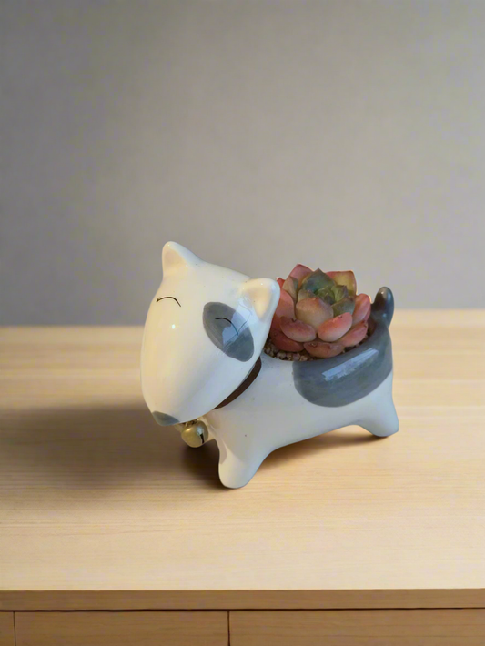 Succulent Puppy Bull Terrier - Echeveria Suryeon