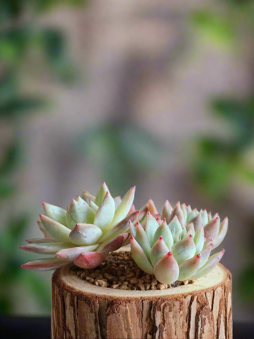 Succulent Natural Wood Pot - Echeveria Laui with 2 Echevaria'Blue Bird'