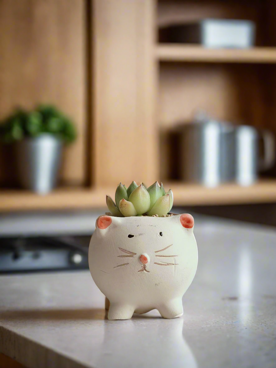 Succulent Cat Planter - Echeveria Agavoides showcasing an adorable cat design.