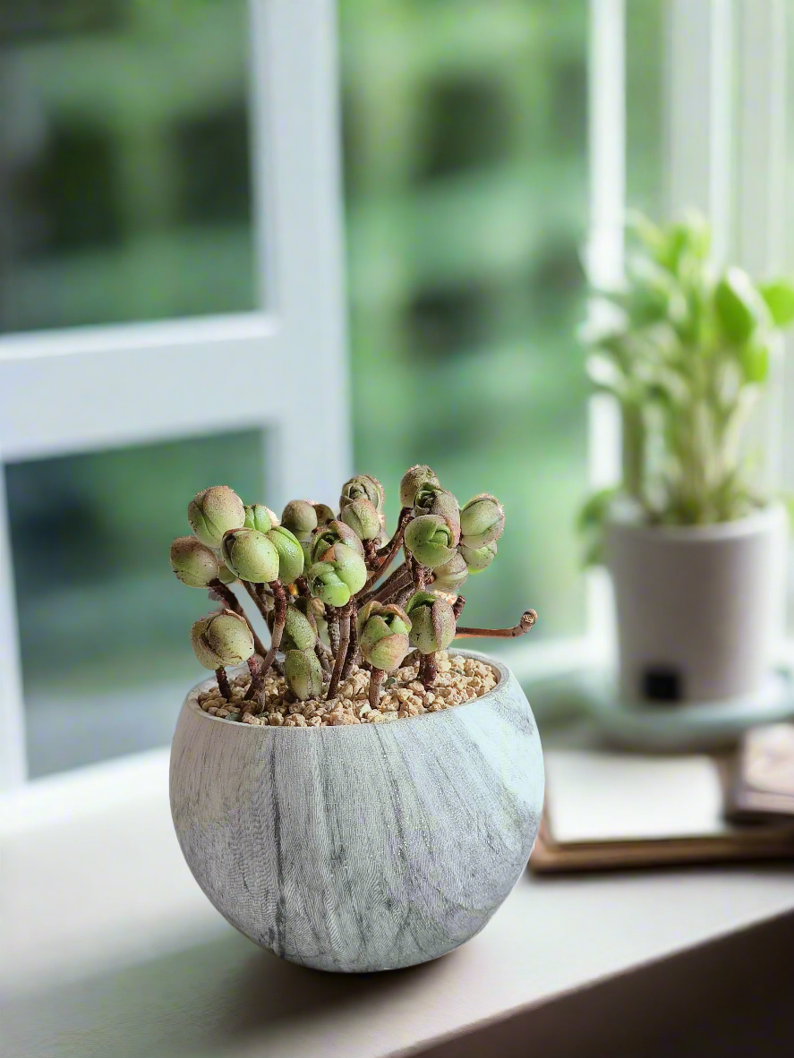 Succulent Elegant Round Grey - Aeonium 'Adodes'