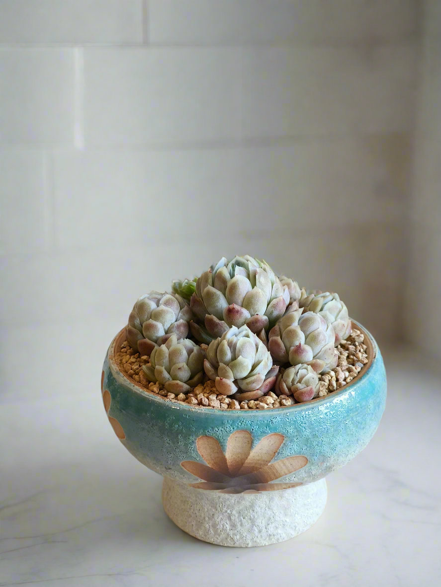 Succulent Moonlit Bloom Pot – Skyward Blue with Echeveria Elegans 'Raspberry Ice' - SlowBloomGreens