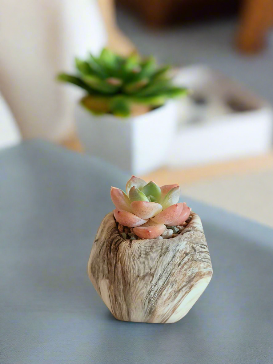 Unique octagonal design of the Succulent Mini Octagon Brown Pot – Echeveria Suryeon showcased.