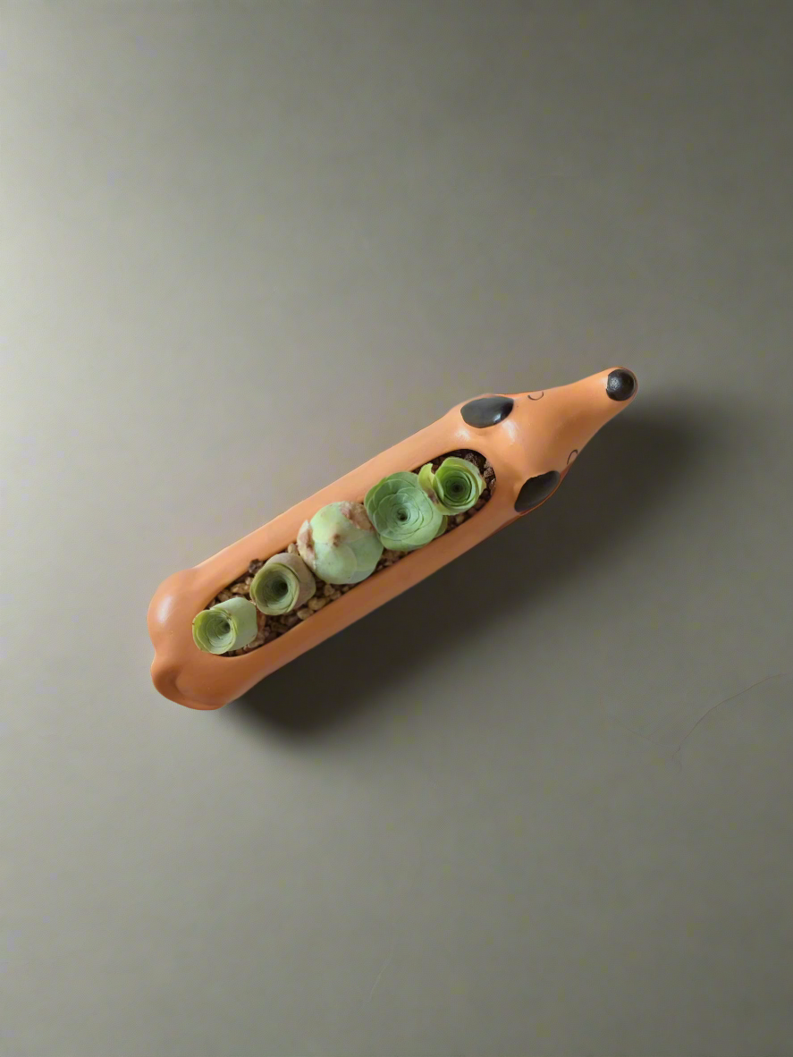 Succulent Daunchund - 5 Mountain Roses 'Greenovia' - SlowBloomGreens