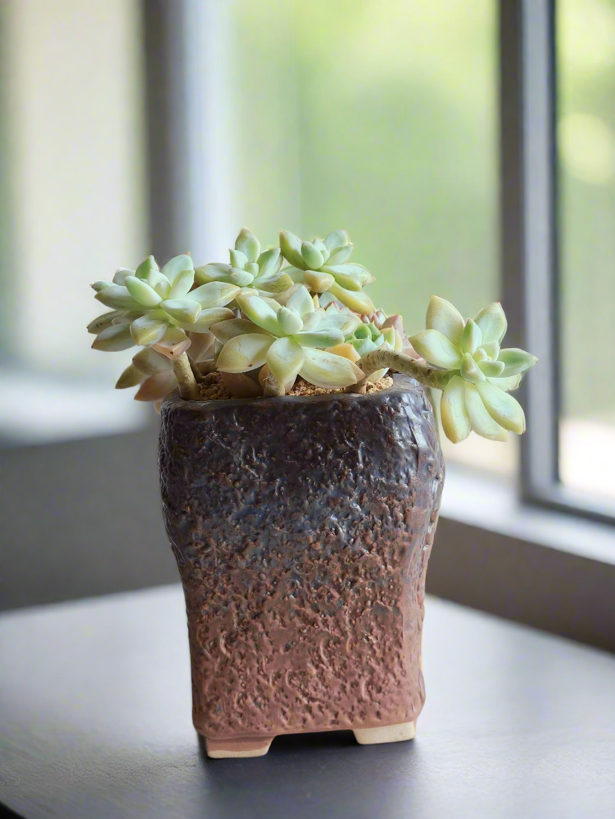 Succulent Rustic Floral Embossed Pot – Graptoselum Bronze, Fanfare 'Lovely Rose,' and Sedeveria Hummelii