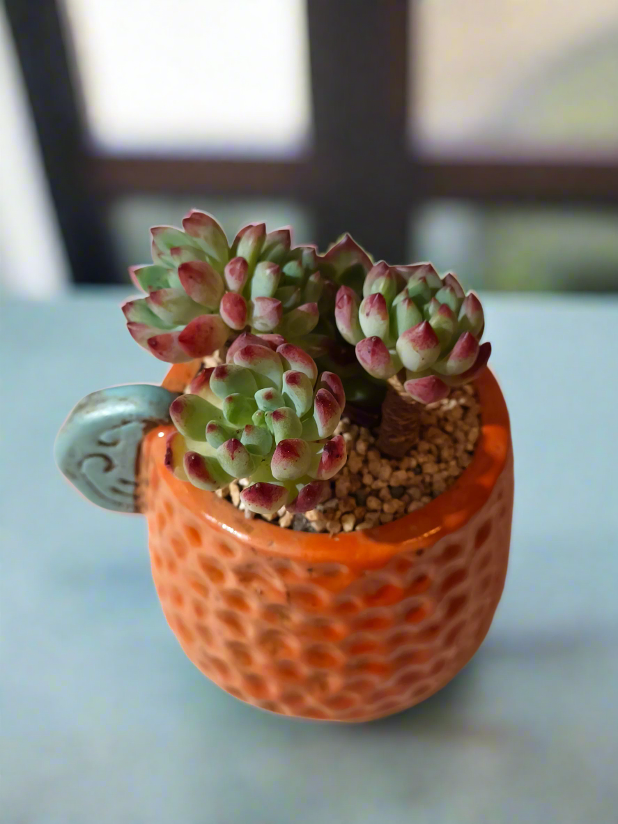 Succulent Enchanted Garden Dragonfly – Sedeveria 'Blue Elf' with Echeveria Agavoides